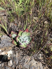 Dudleya farinosa