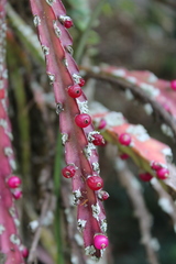 Lepismium cruciforme