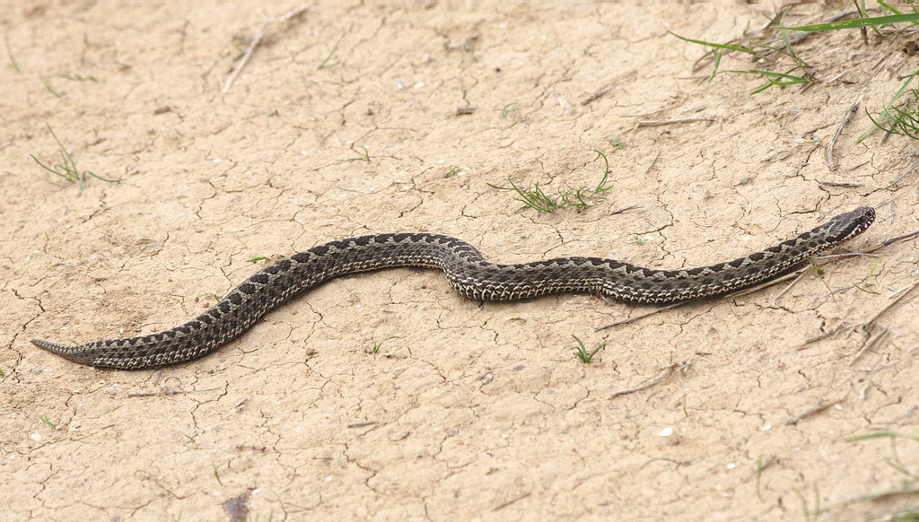 Meadow Viper