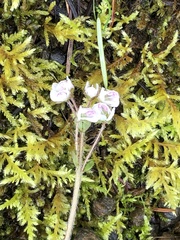 Veronica californica