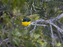 Euphonia laniirostris