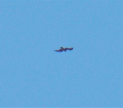 Milvus migrans migrans