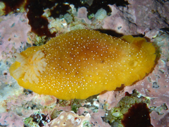 Doriopsilla albopunctata