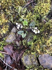 Veronica californica