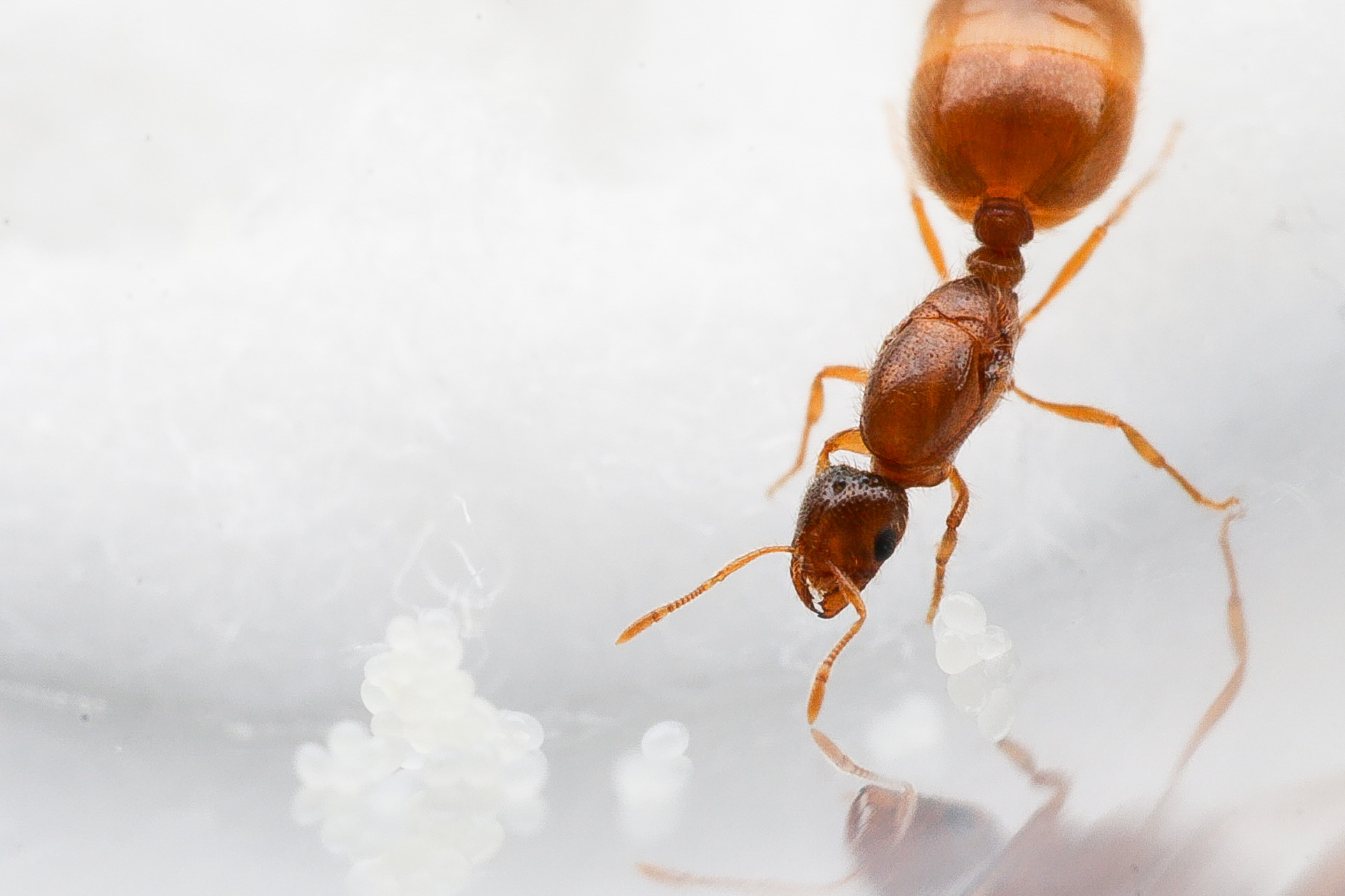 Solenopsis validiuscula