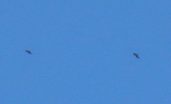 Milvus migrans migrans