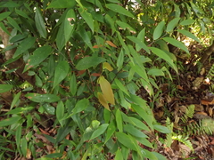 Phyllanthus hypospodius