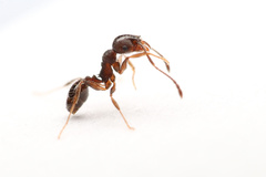 Pheidole sciophila