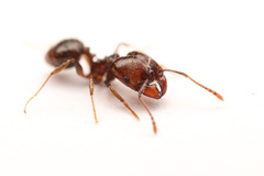 Pheidole sciophila