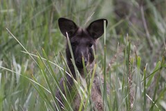 Osphranter robustus robustus