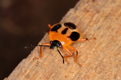 Supputius cincticeps