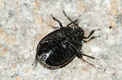 Sehirus cinctus albonotatus