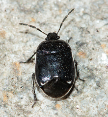 Sehirus cinctus albonotatus