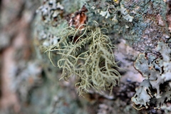Usnea hirta