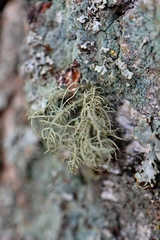 Usnea hirta