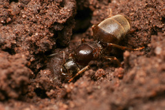 Lasius pallitarsis