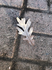 Quercus alba