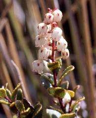 Gaultheria colensoi