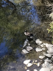 Branta canadensis