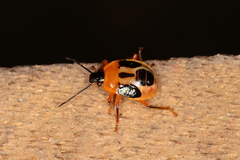 Supputius cincticeps