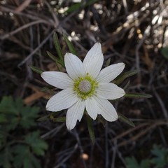 Anemone okennonii