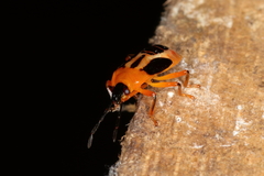 Supputius cincticeps