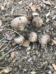 Quercus