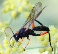 Phaenolobus terebrator