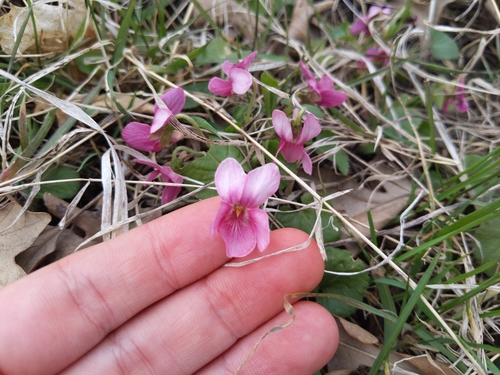 Viola odorata iNat (1)