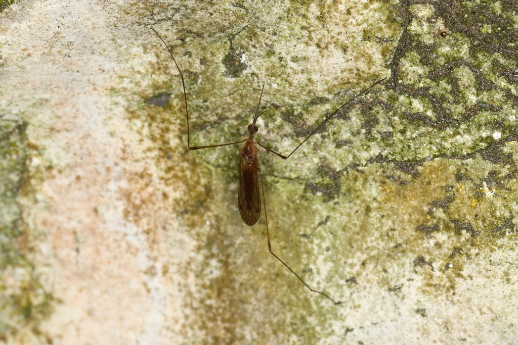 Geranomyia argentinensis