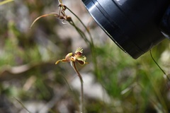 Caladenia plicata