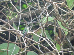 Chlorostilbon melanorhynchus