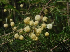 Senegalia berlandieri