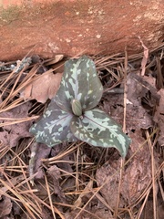 Trillium cuneatum