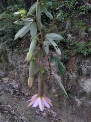 Passiflora pinnatistipula