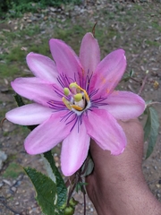 Passiflora pinnatistipula