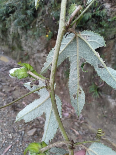 Image of Passiflora pinnatistipula by no rights reserved