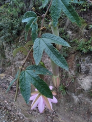 Passiflora pinnatistipula