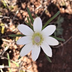 Anemone okennonii