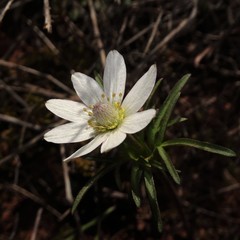 Anemone okennonii