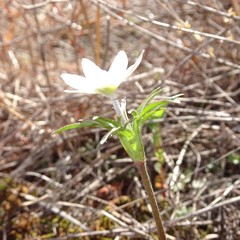 Anemone okennonii