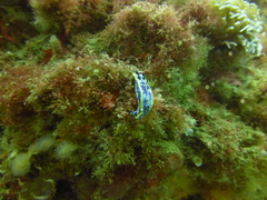 Felimare fontandraui