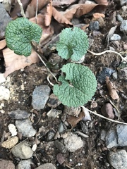 Alliaria petiolata