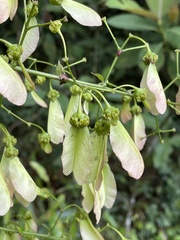 Banisteriopsis elegans