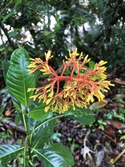 Palicourea triphylla