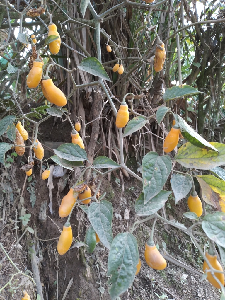 Capsicum pubescens, Coripata, Bolivia