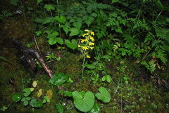 Ligularia subspicata