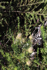 Indigofera filiformis