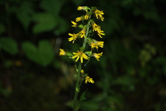 Ligularia subspicata