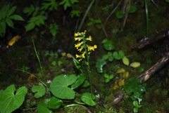 Ligularia subspicata